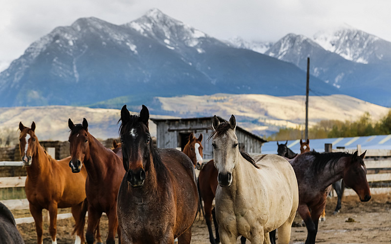 Ranch horses